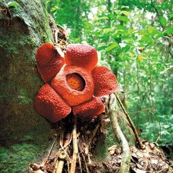 Amazing Rafflesia (Gunung gading & Siar Beach)