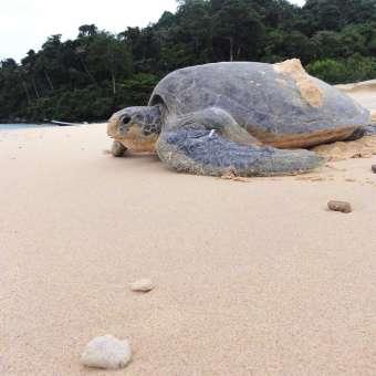 Sarawak Turtle Volunteer Programme 3D2N