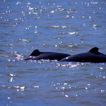 Irrawaddy Dolphin Watching Tour